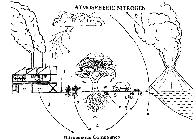 1715_Nitrogen Cycle.png